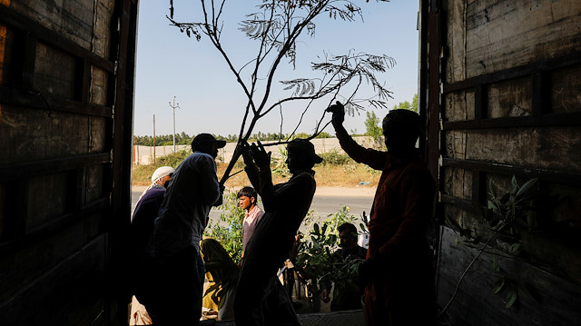 Labourers load a truck with trees and plants to be transported for plantin