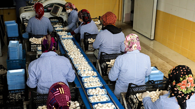 Türkiye'nin mantar üretimi yılda 46 bin 144 tona ulaştı.
