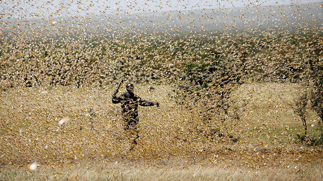 File photo: A man attempts to fend-off a swarm of desert locusts at a ranch near the town on Nanyuki in Laikipia county, Kenya, February 21, 2020. Picture taken February 21, 