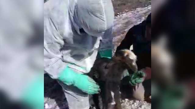 Deprem günü annesiyle birlikte ahırda enkaz altında kalan oğlak, görevliler tarafından günler sonra canlı olarak çıkarıldı.