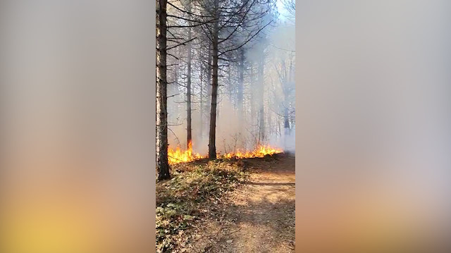 Belgrat Ormanı'nda yangın