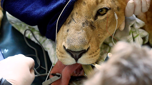 Losing wildlife triggers collapse of ecosystem