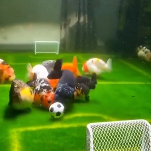 akvaryumda nefes kesen mac ilk gol