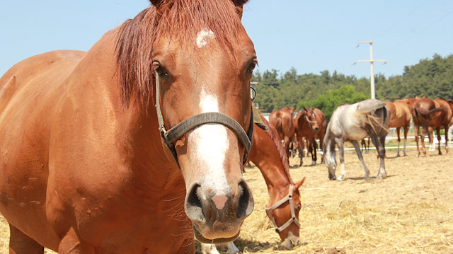 Türkiye’de at yetiştiriciliği nasıl gelişebilir, devlet desteği yeterli mi