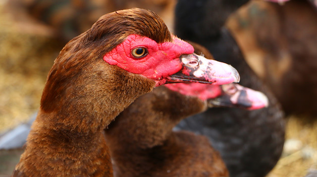 Maskeli ördekler, kırmızı etinden dolayı başta Irak olmak üzere Orta Doğu ülkeleri ile Azerbaycan ve Türkmenistan'da çok tercih ediliyor.