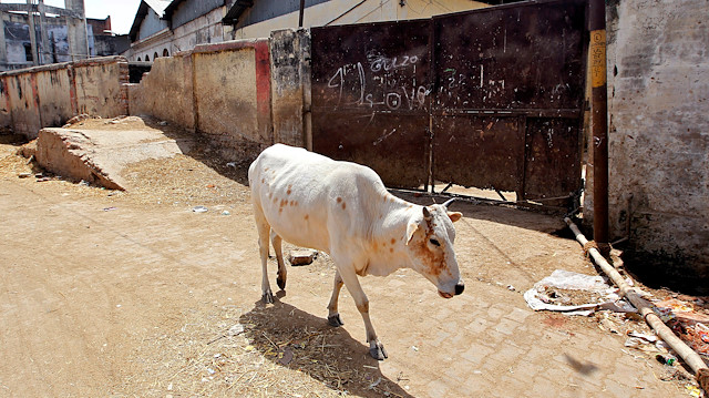 File photo: A cow walks past a closed slaughterhouse in Allahabad, India 