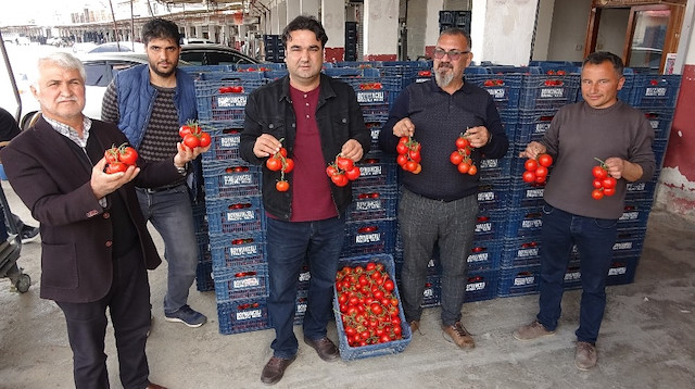 Mersin’in Erdemli ilçesinde domatesin hal fiyatı 1 liraya kadar düştü.