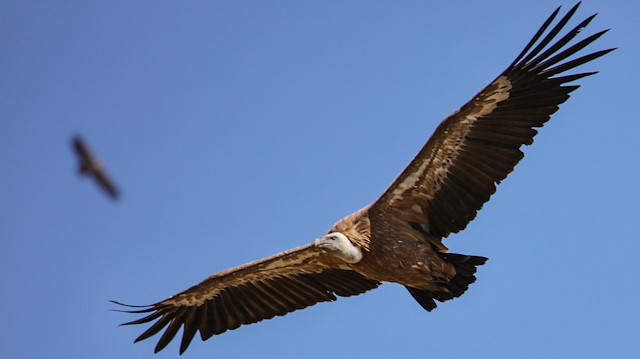 Vultures in Turkey's Kars

