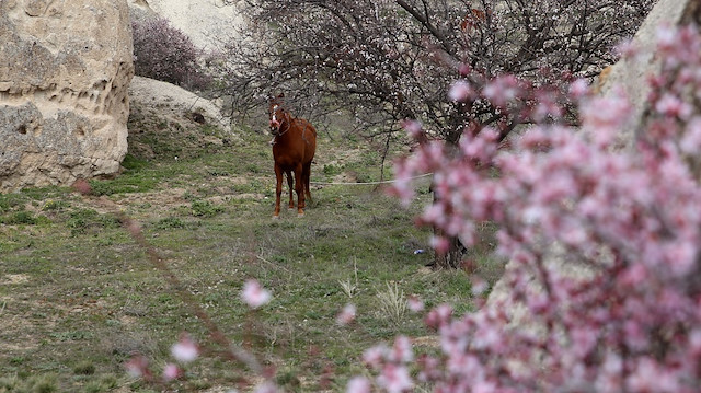تركيا.. أزهار الربيع تضفي رونقا مميزا على كبادوكيا السياحية