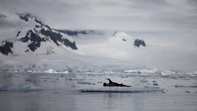 A seal is seen on ice that floats near Fournier Bay, Antarctica, February 3, 2020. Picture taken February 3, 2020