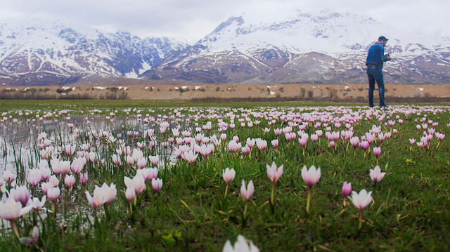 زهور اللبن الثلجية تزين حقول "طونج إيلي" التركية