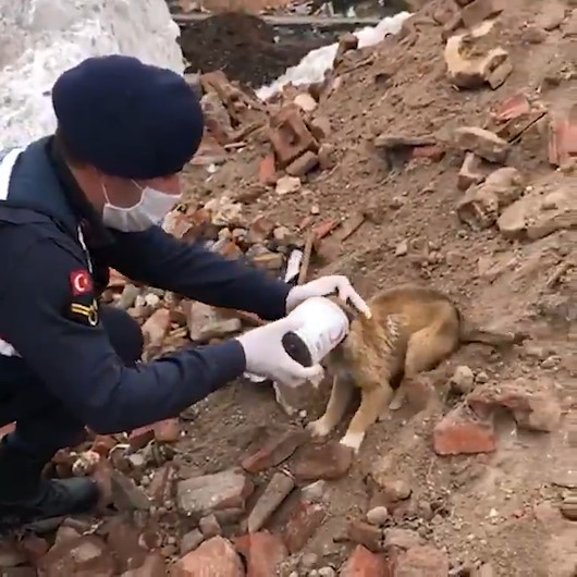 Jandarma ekipleri kafası konserve kutusuna sıkışan yavru köpeğe yardım etti