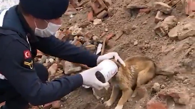 Jandarma ekipleri kafası konserve kutusuna sıkışan yavru köpeğe yardım etti