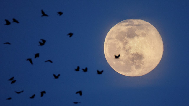 The Pink Supermoon is seen behind a flock of birds during moonrise, in Arlington, Virginia, US, April 7, 2020