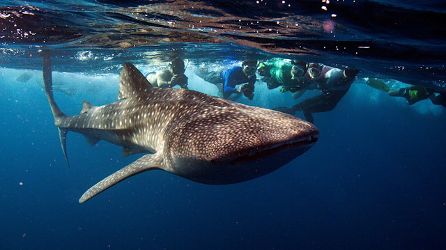FILE PHOTO: Snorkelers swim with a whale shark, the world's largest fish, at Maldives' South Ari Atoll August 27, 2012