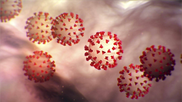 Bilim insanları 6 yeni koronavirüs türü keşfetti