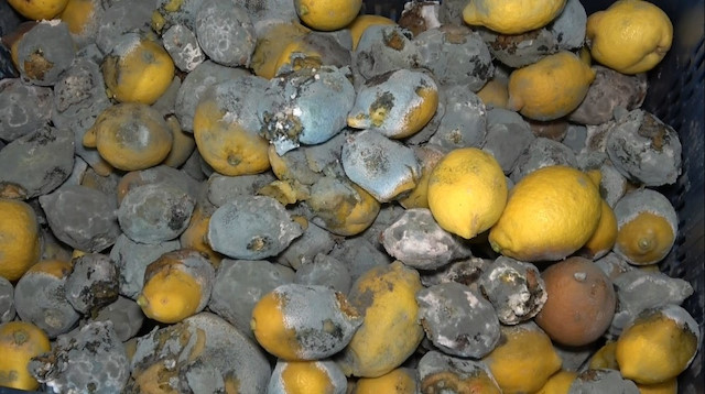 Mersin’in Erdemli ilçesinde iç piyasaya sürülmeyen limonlar depolarda çürümeye başladı.