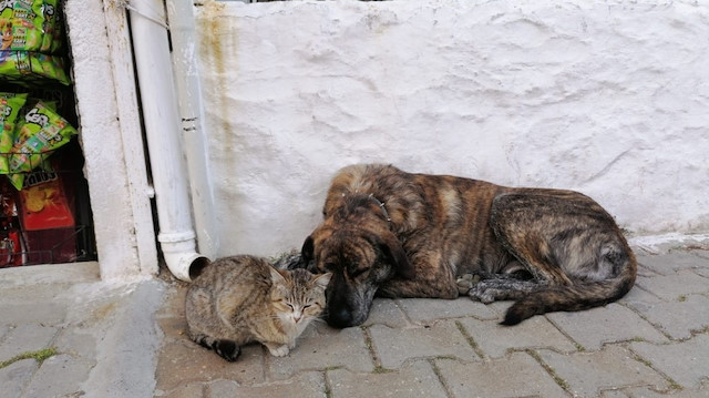 Kedi ile köpek arkadaş oldular.