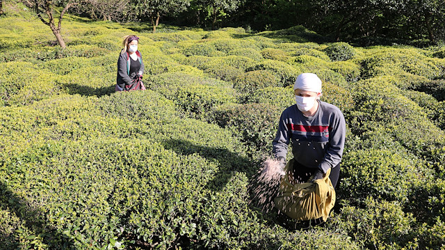 Çay bahçelerinde çalışma zorluğunu bahane edenler, çay işçiliğini tercih etmiyor.
