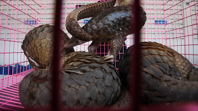  A customs officer gives water to pangolins 