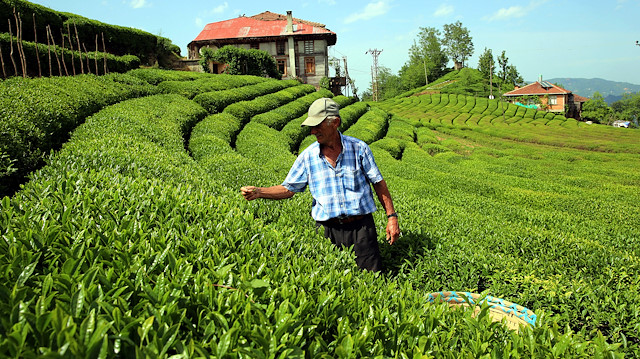 Çay hasadı için karantina uygulamalı Rize'ye giriş izni verilmesi planlanıyor.