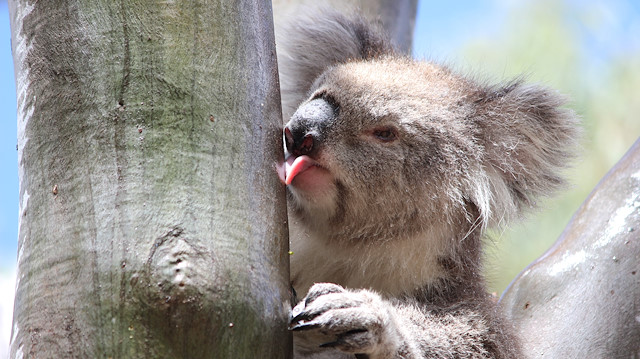 A female koala licks water off the smooth trunk of an eucalyptus tree after a rainfall in the You Yangs Regional Park, Little River, Victoria, Australia in this undated photo released on May 4, 2020. 