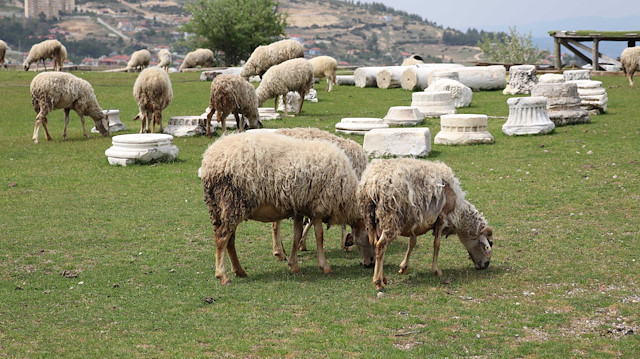 Tabea Antik Kenti'ne yaklaşık 100 koyundan oluşan sürü girdi. 