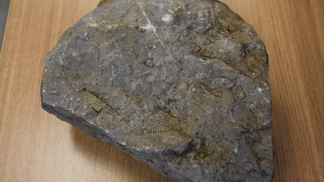 10 kiloluk taşın üzerinde deniz canlılarına ait fosillerin bulunduğunu belirledi.