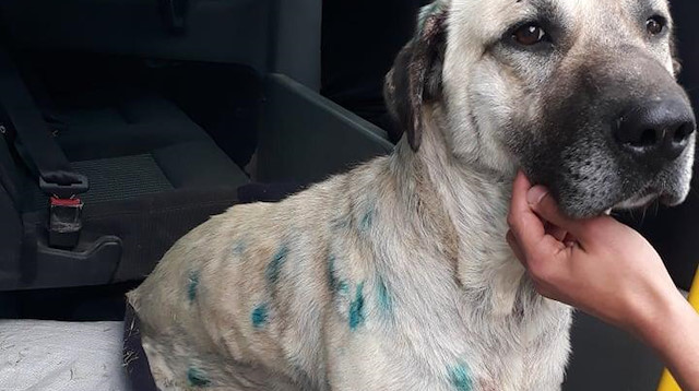 Sahipleri tarafından yaralı bulunan köpek, veterinere götürülerek tedaviye alındı.