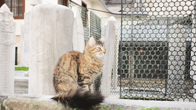 Fotoğraf: Arşiv