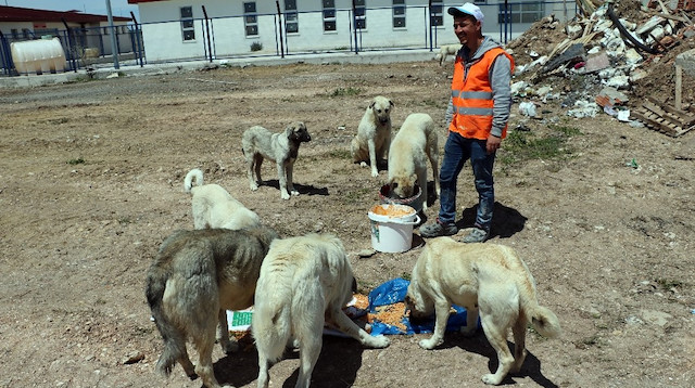 Yiyecek bulmakta güçlük çeken köpekleri her gün düzenli olarak besleyen Ulucan, öğle vaktinin büyük çoğunluğunu da köpeklerle geçiriyor.


