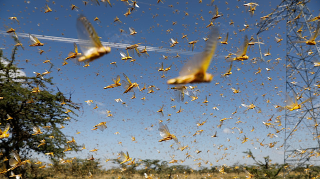 A swarm of desert locusts flies over a ranch 