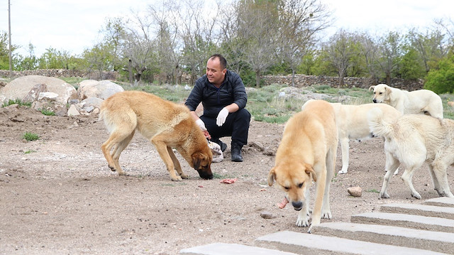 تركي يتكفّل بإطعام حيوانات الشوارع منذ 10 سنوات