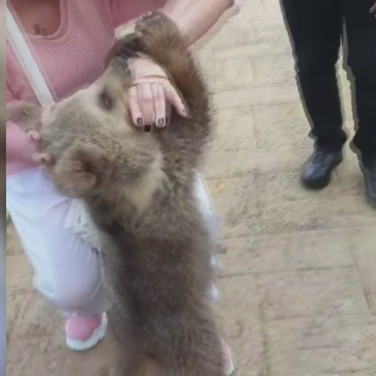 Yavru Ayi Emel Muftuoglu Nun Elini Isirdi