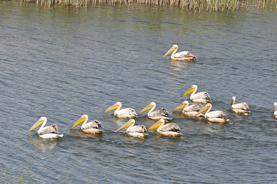 تركيا.. طيور البجع تستمتع بالأجواء الهادئة في بحيرة "إمره"