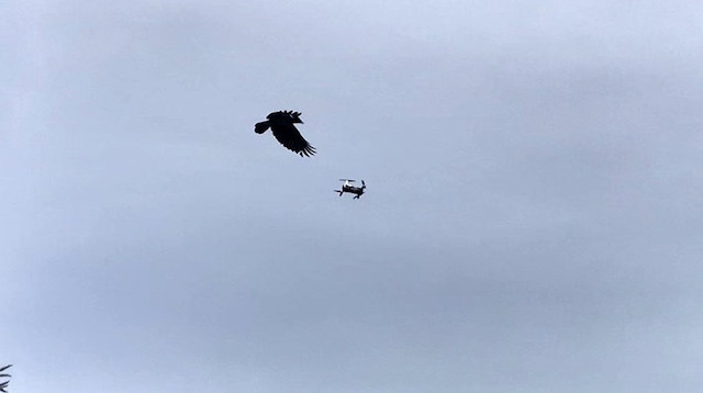 Karganın droneye saldırısı renkli görüntülere sahne oldu