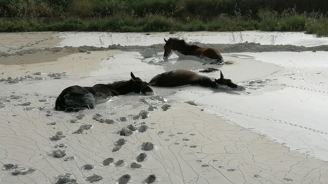 Başıboş 3 at, uçuşmaması için ıslatılınca bataklık haline gelen mermer tozlarına saplandı. 
