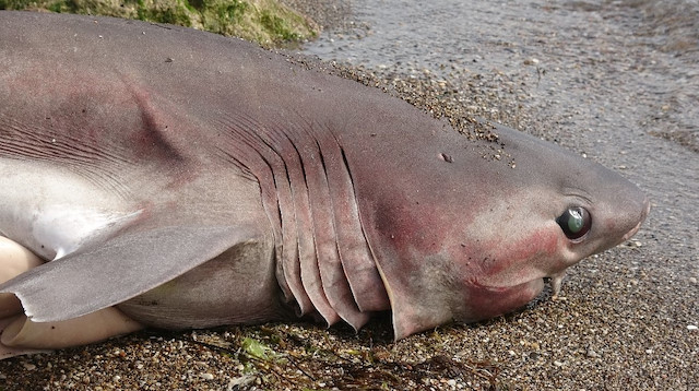 Nesli tükenmekte olan altı solungaçlı köpek balığı Çanakkale'de sahile vurdu.