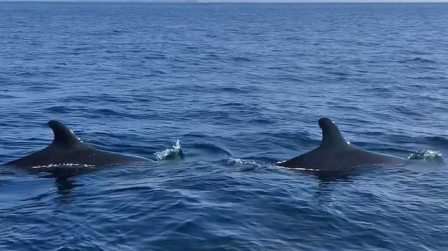 Yalancı katil balinalar, Kuzey Ege'de ilk, Ege Denizi'nde ise 25 yıl sonra görüntülendi.
