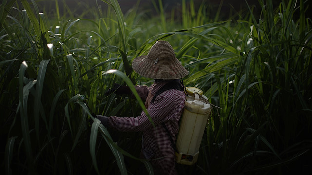 File photo: A farmer sprays pesticides at a sugar cane field 