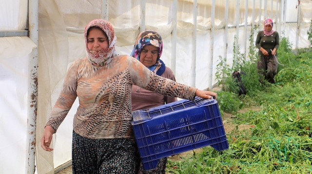 Antalya’daki çiftçiler bayramlarını evde değil seralarda geçiriyor. 