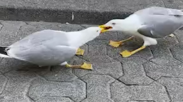 Martıların yemek kavgası kamerada