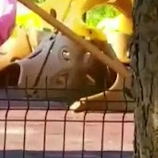 Önce korkup saklandılar sonra hatıra fotoğrafı çektirdiler
