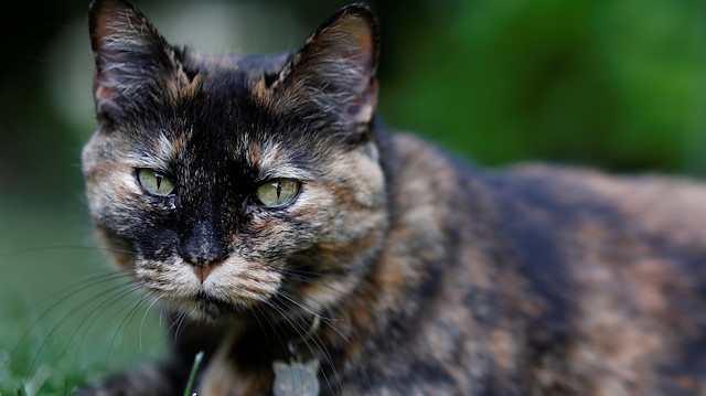 Papille, a 9 year-old cat who recovered after being tested positive for the virus is seen in his owner's garden amid the coronavirus disease (COVID-19) outbreak, in Athis-Mons, near Paris, France, May 27, 2020. Picture taken May 27, 2020. REUTERS/Christian Hartmann

