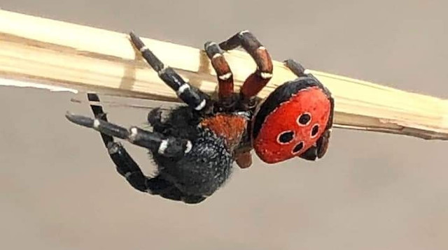 Uğur böceği örümceği (Eresus cinnaberinus)