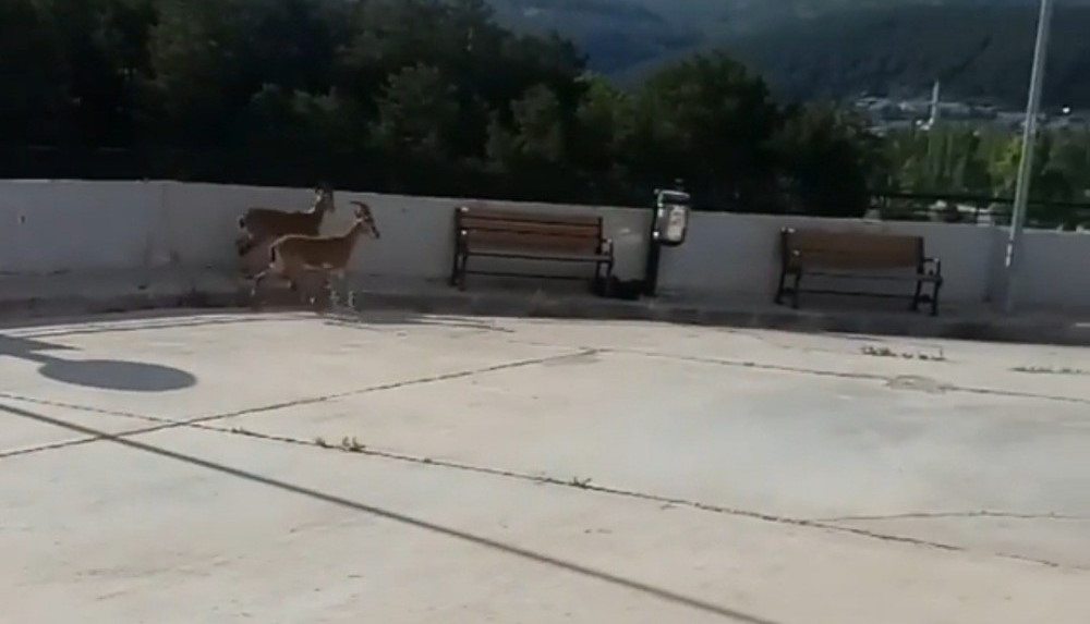 2 yavru yaban keçisi vatandaşların şaşkın bakışları arasında hastane bahçesini gezdi.