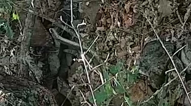 3 metrelik yılanı uzaklaştığı sırada cep telefonu kamerasıyla görüntülendi. 