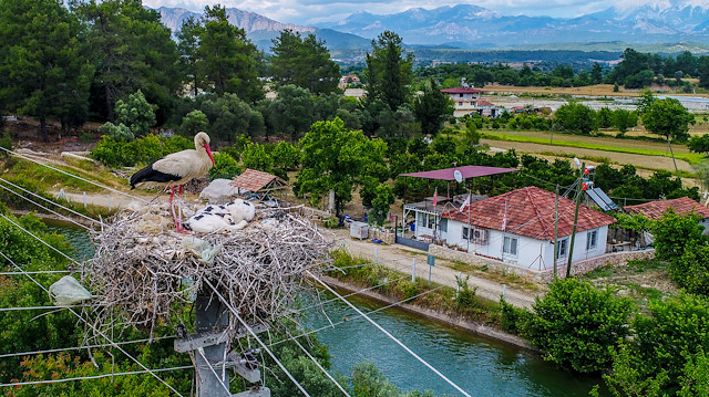 The residents of Karagöz village, known as "Stork Haven", revel in the joys of birdwatching ​in early March when storks arrive to the town and perch on electric power poles for the most part