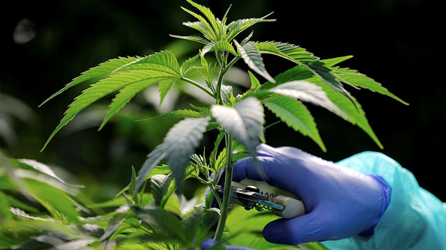 FILE PHOTO: An employee tends to medical cannabis plants at Pharmocann, an Israeli medical cannabis company in northern Israel January 24, 2019. REUTERS/Amir Cohen/File Photo

