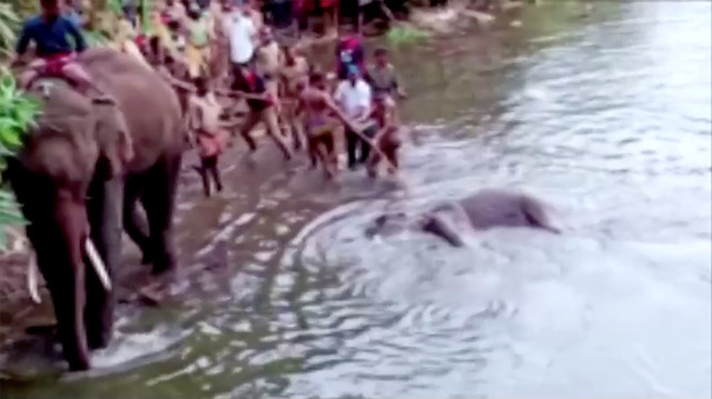 People pull the body of a dead pregnant elephant out of the water, after the animal was allegedly fed with firecracker-stuffed pineapple and died, in Malappuram, India, May 27, 2020 in this still image taken from a video. ANI/Reuters TV via REUTERS 